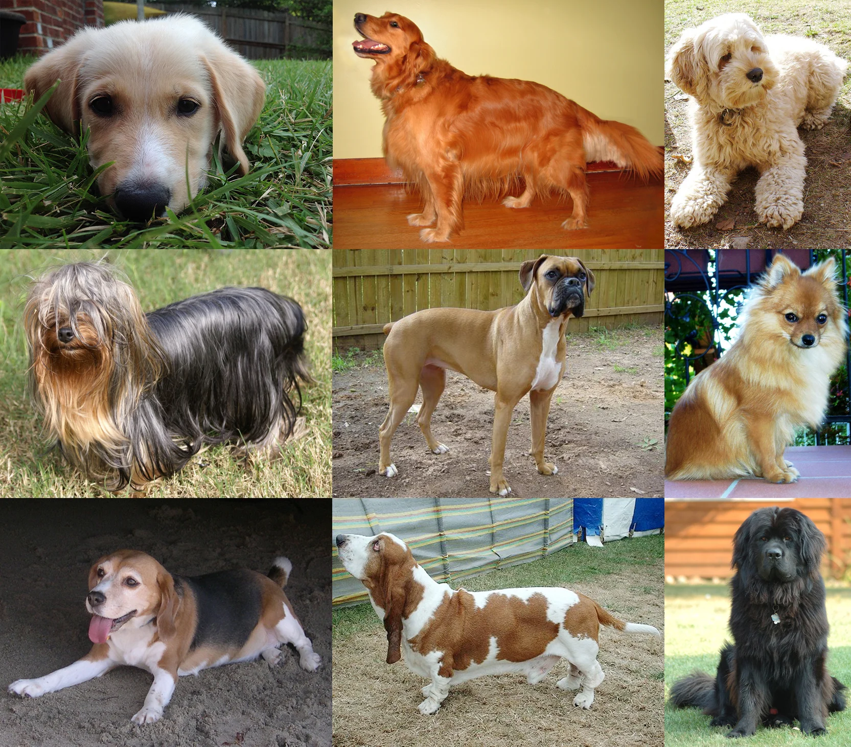 Recognizing your dog’s mood with the power of Machine Learning